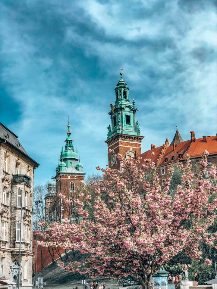 Krakow in Spring with Cherry Blossoms