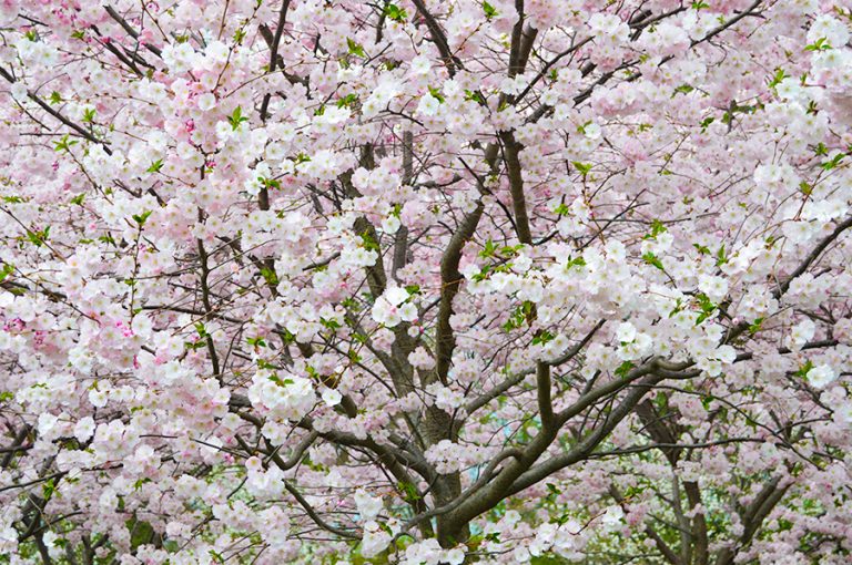 Cherry Blossoms in Buffalo NY (2024) Buffalo Cherry Blossom Festival