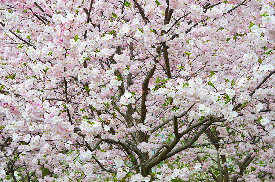 Iconic cherry blossoms of DC inspire new uniforms for local