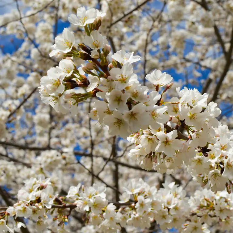 Cherry Blossoms in Buffalo NY (2024) Buffalo Cherry Blossom Festival