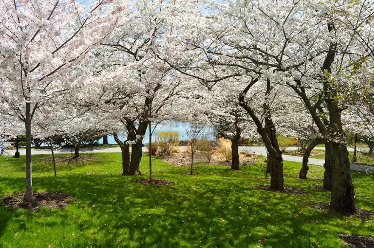 Cherry Blossoms in Buffalo NY (2024) Buffalo Cherry Blossom Festival