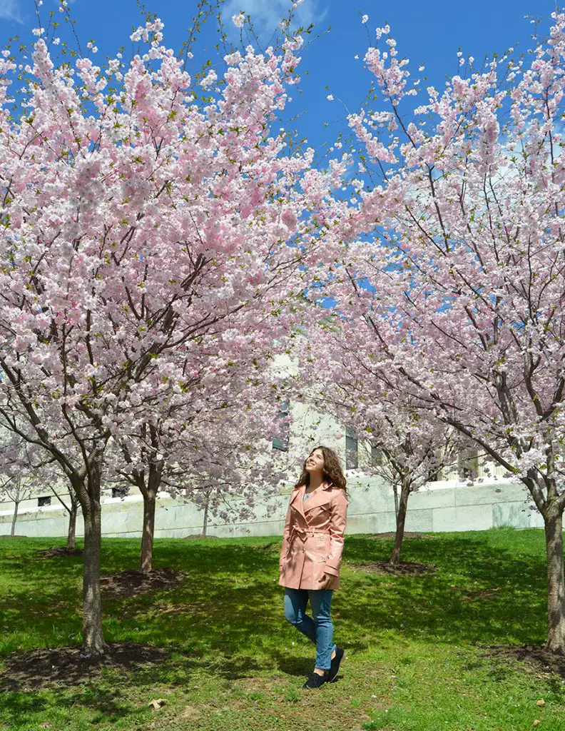 Cherry Blossoms in Buffalo NY (2024) Buffalo Cherry Blossom Festival
