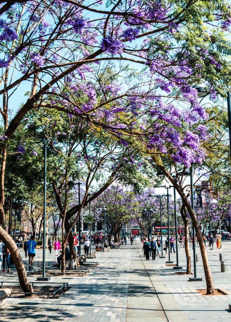 Jacarandas Mexico City-24 - Come Join My Journey