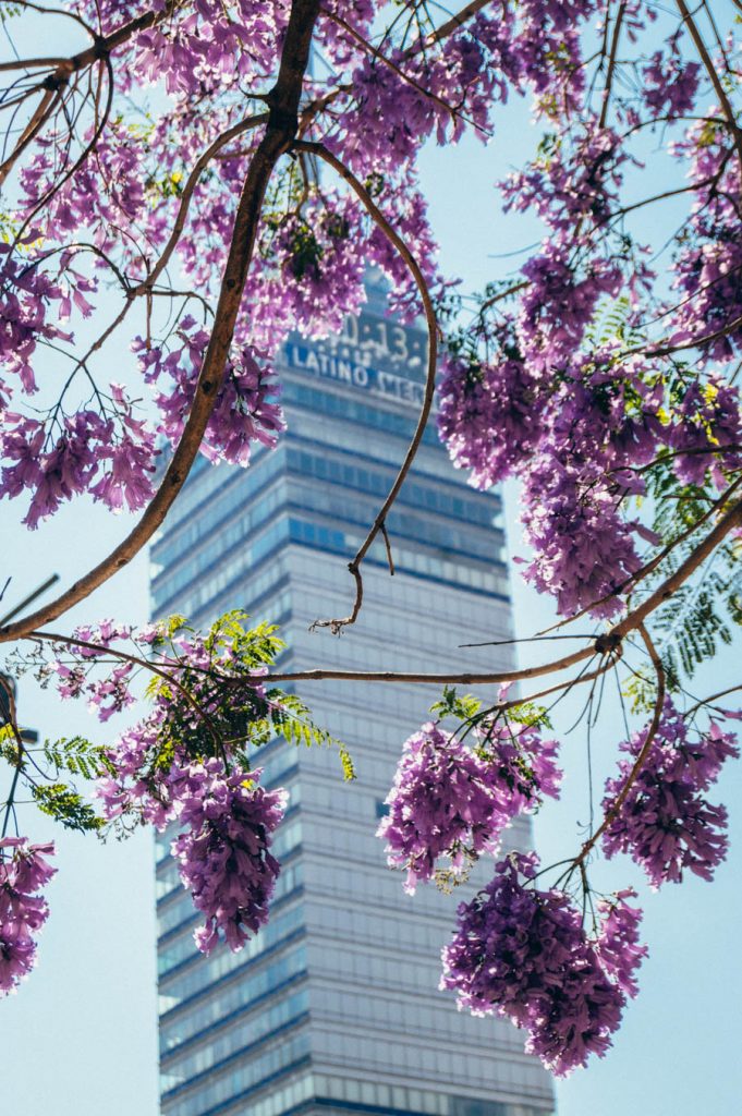 Jacarandas in Mexico City - How to See these Beautiful Spring Blooms ...