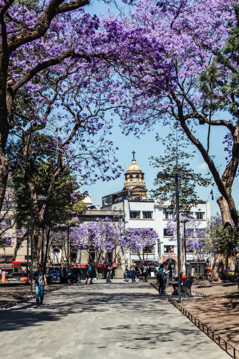 Jacarandas in Mexico City - How to See these Beautiful Spring Blooms ...