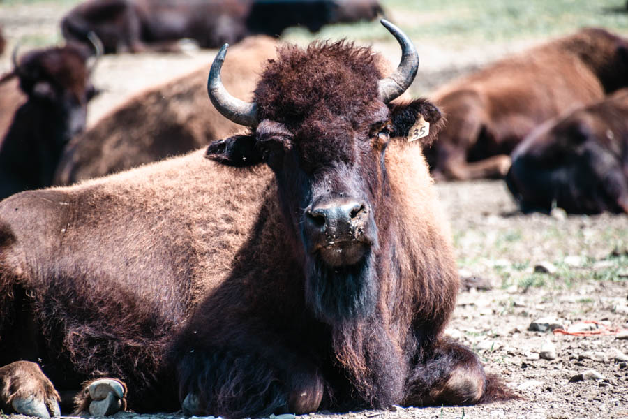 Mud Creek Bison Ranch Sovona NY