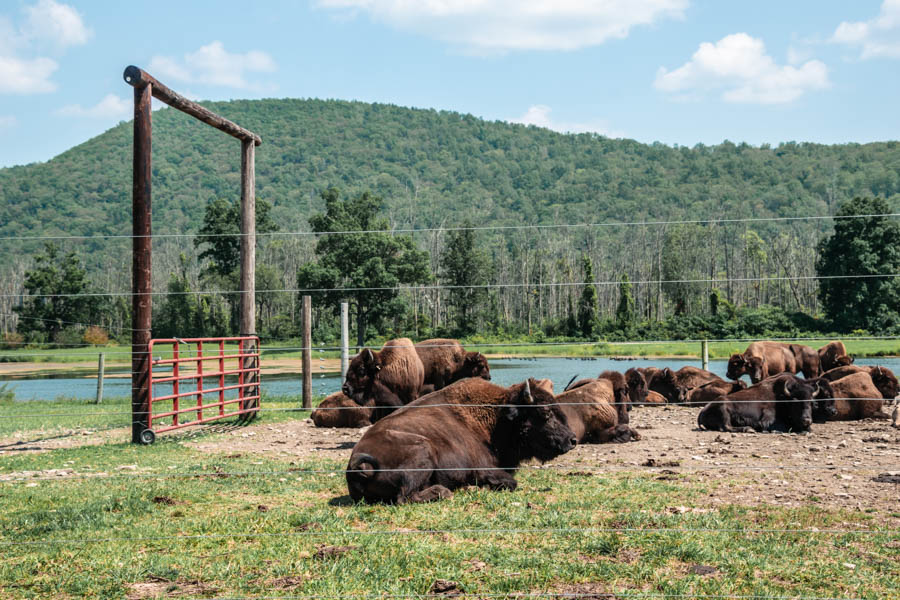 Mud Creek Bison Ranch Sovona NY