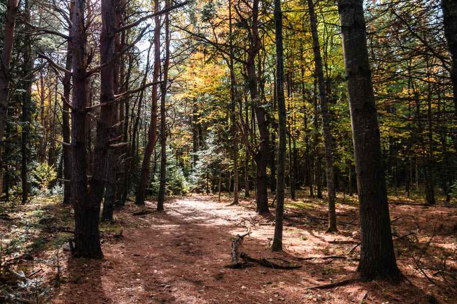 Everything you need to know about visiting The Wild Center, including the Wild Walk, Forest Music and Raquette River Roll.