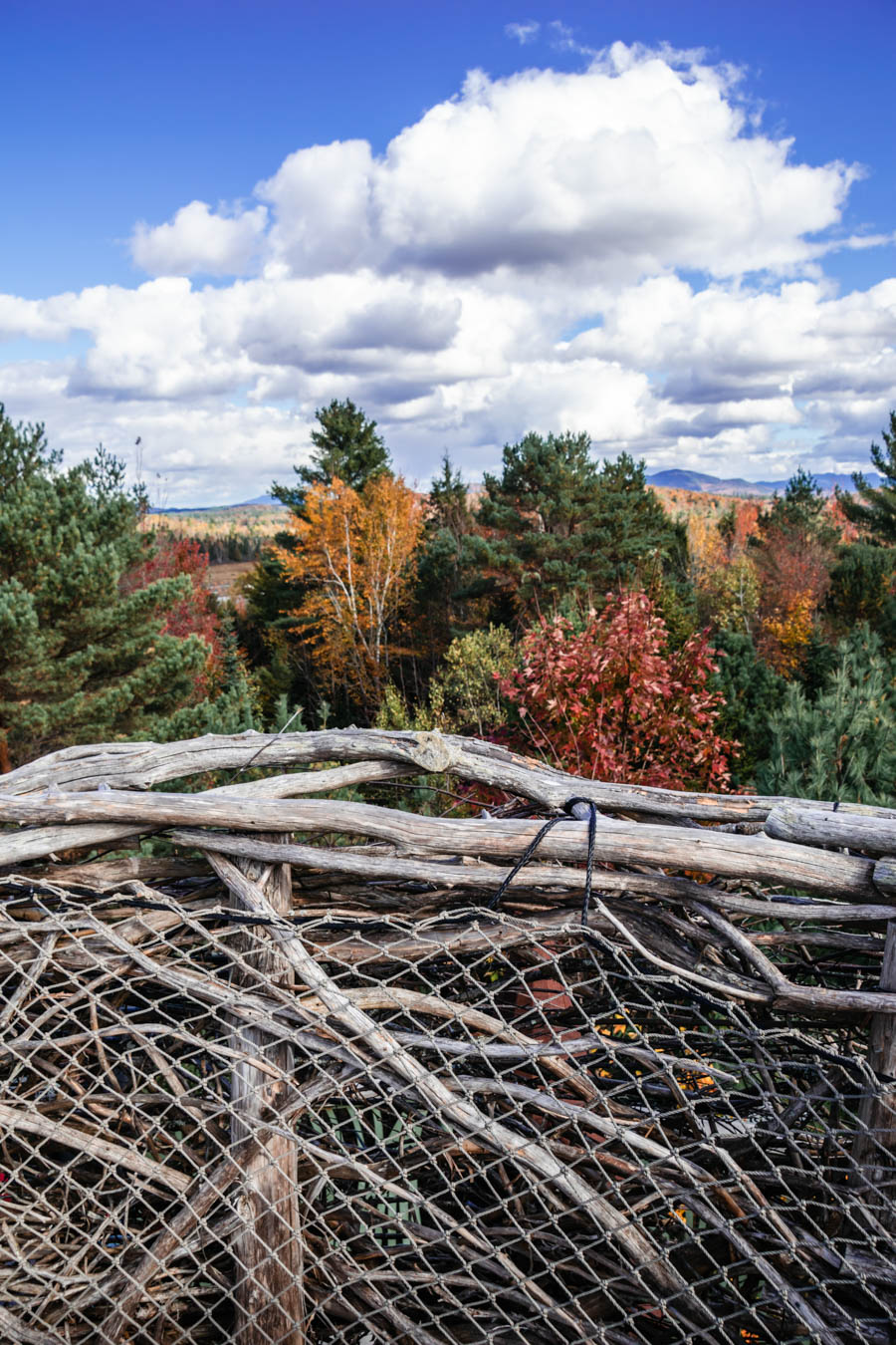 Everything you need to know about visiting The Wild Center, including the Wild Walk, Forest Music and Raquette River Roll.