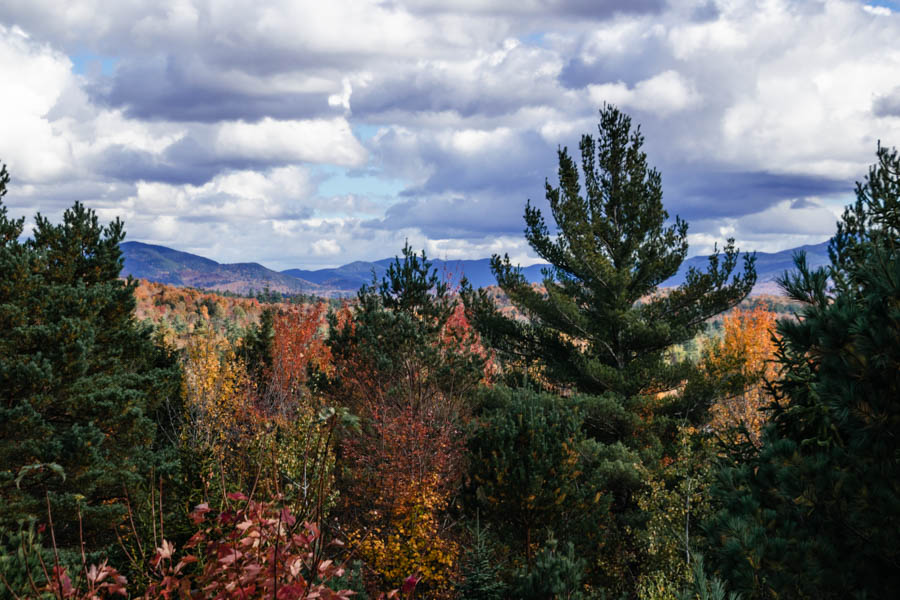 Everything you need to know about visiting The Wild Center, including the Wild Walk, Forest Music and Raquette River Roll.