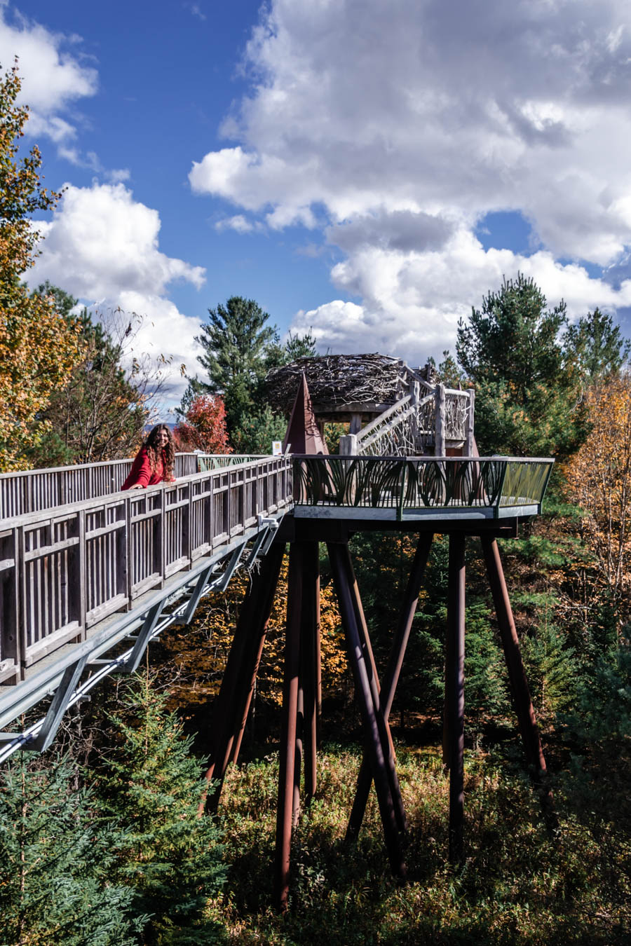 Everything you need to know about visiting The Wild Center, including the Wild Walk, Forest Music and Raquette River Roll.