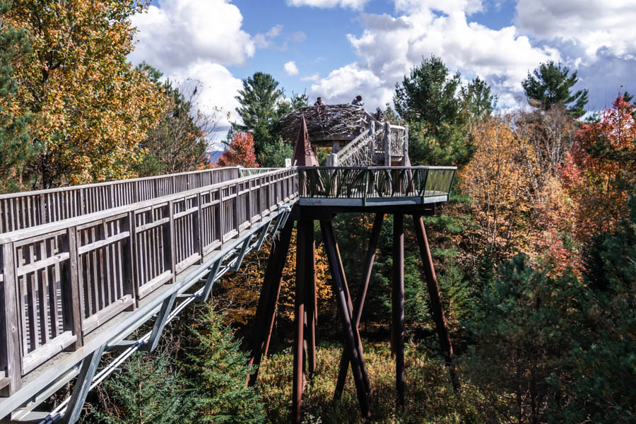 Everything you need to know about visiting The Wild Center, including the Wild Walk, Forest Music and Raquette River Roll.