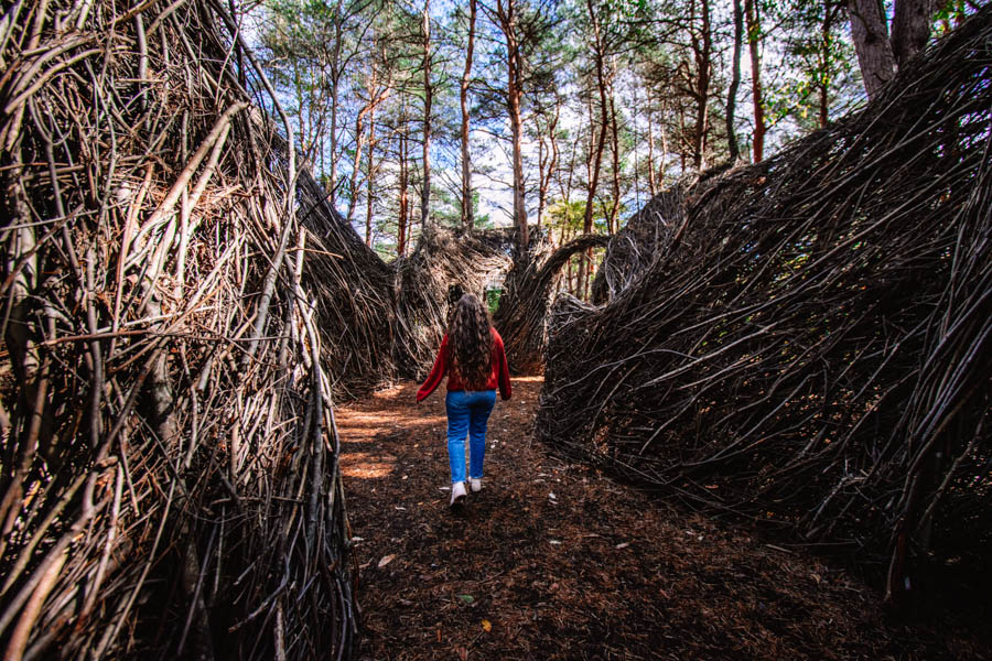 Everything you need to know about visiting The Wild Center, including the Wild Walk, Forest Music and Raquette River Roll. 