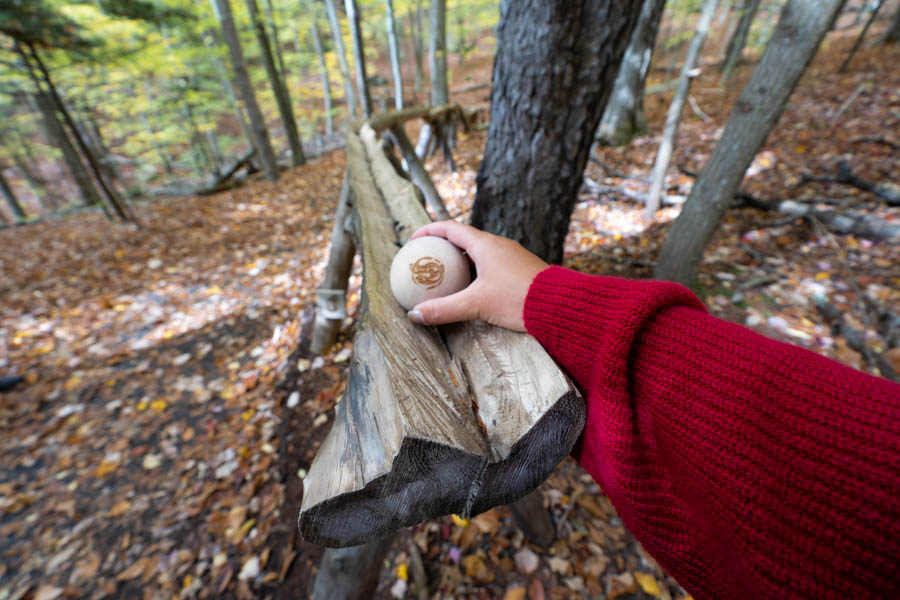 Everything you need to know about visiting The Wild Center, including the Wild Walk, Forest Music and Raquette River Roll.