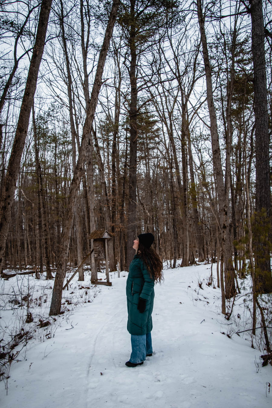 Image of a woman standing in a snowy forest looking up at the trees – A winter traveler in a green coat admires the tall, leafless trees in a quiet, snow-covered Finger Lakes Sapsucker Woods